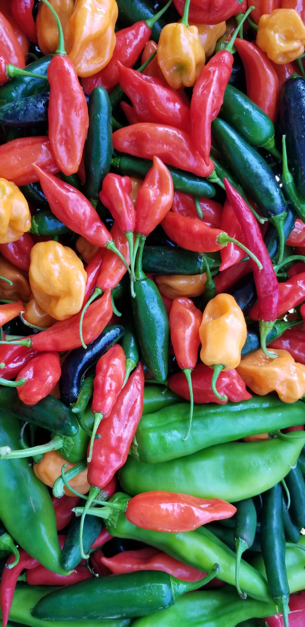 A vibrant assortment of fresh chili peppers, including red, green, and yellow varieties, arranged in a colorful display. The image showcases different shapes and sizes of peppers, highlighting their glossy skins and natural freshness, perfect for culinary uses and spicy recipes.