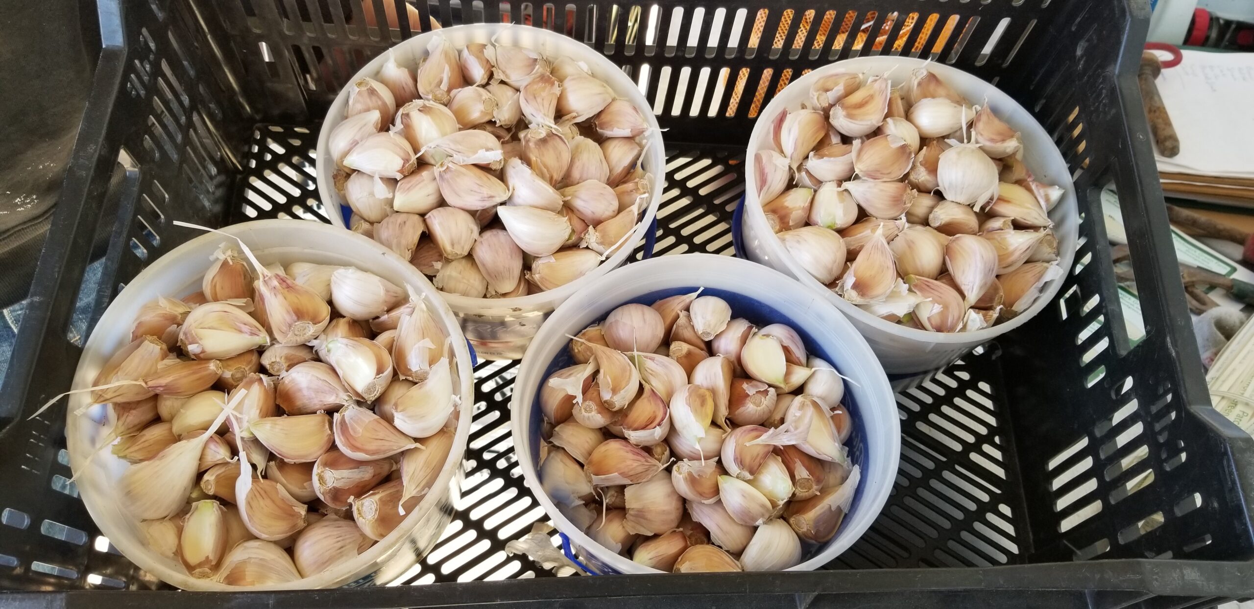 Baskets filled with harvested garlic cloves arranged in a black crate, showcasing the fresh produce ready for sale or storage.