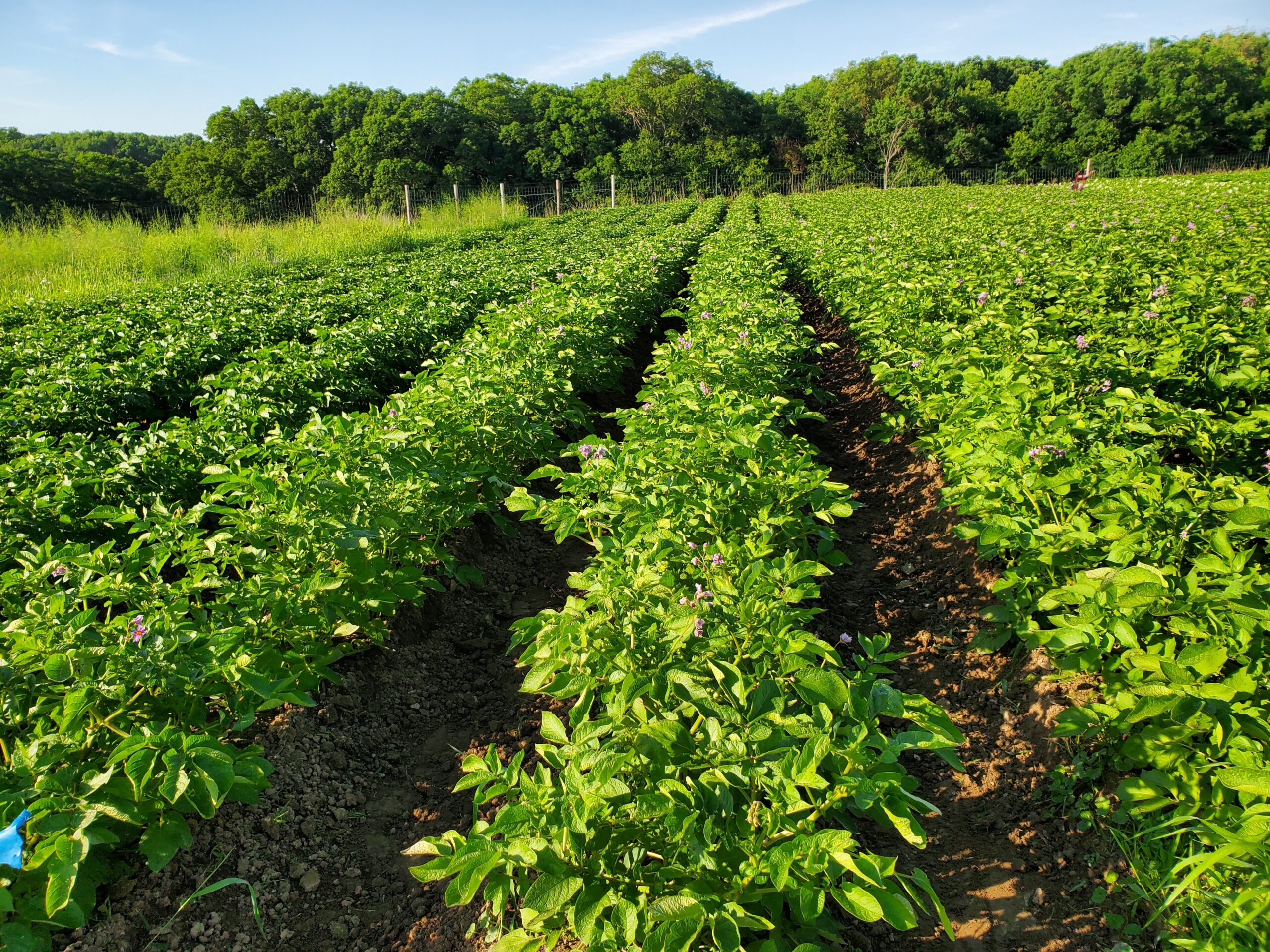 Lush green potato plants growing in neat rows on a sunny day, surrounded by trees and grass, showcasing healthy agricultural practices and crop cultivation.