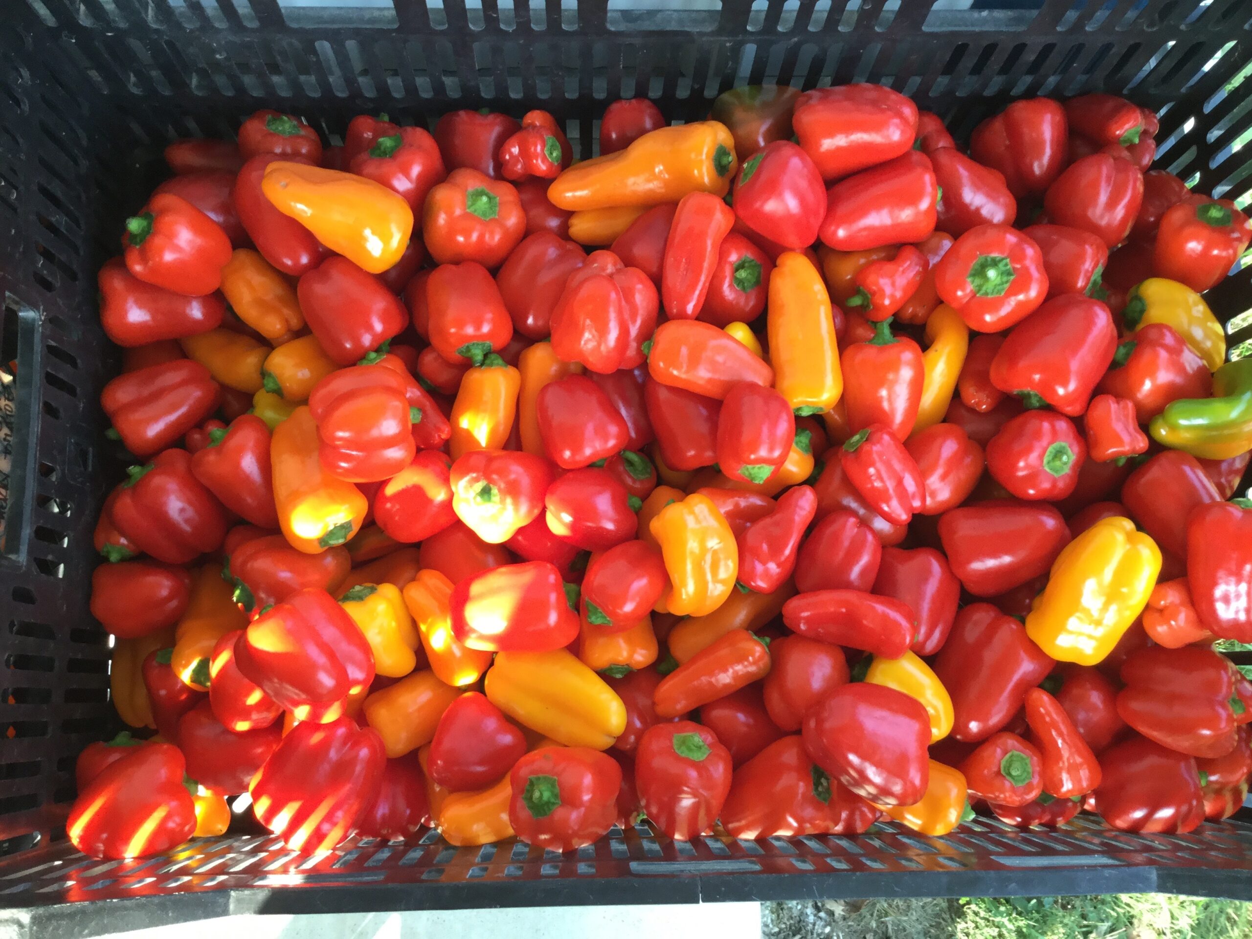 A vibrant assortment of red and yellow bell peppers in a black plastic crate, showcasing fresh produce ready for sale or consumption.