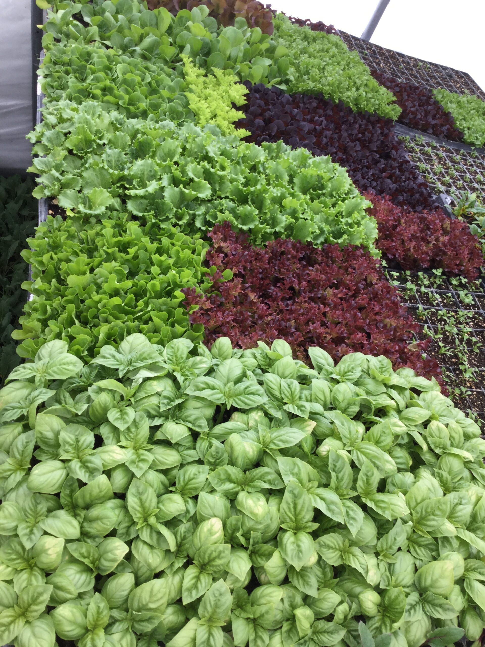Vibrant display of various lettuce types and fresh basil in a greenhouse, showcasing different shades of green and red leaves, ideal for salad preparation and culinary uses.