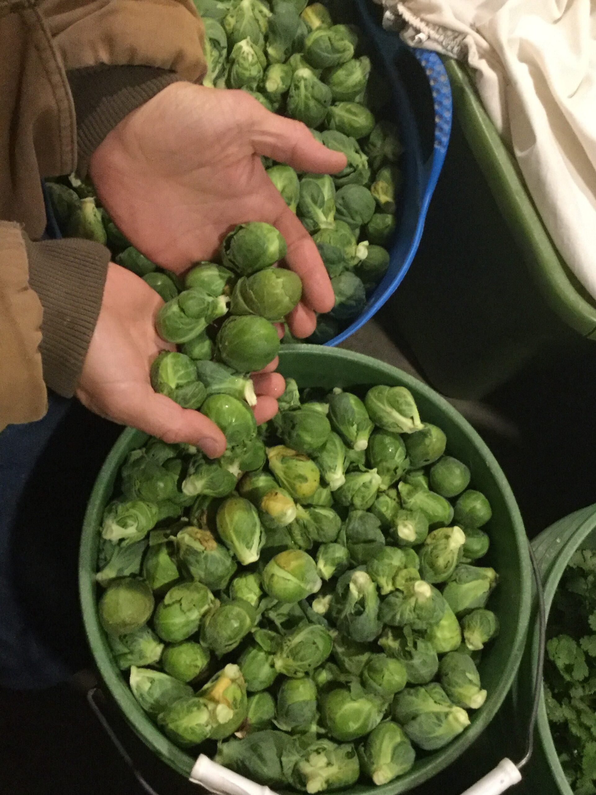 Hands holding fresh Brussels sprouts above a bucket filled with more sprouts, showcasing vibrant green vegetables ready for cooking or sale.