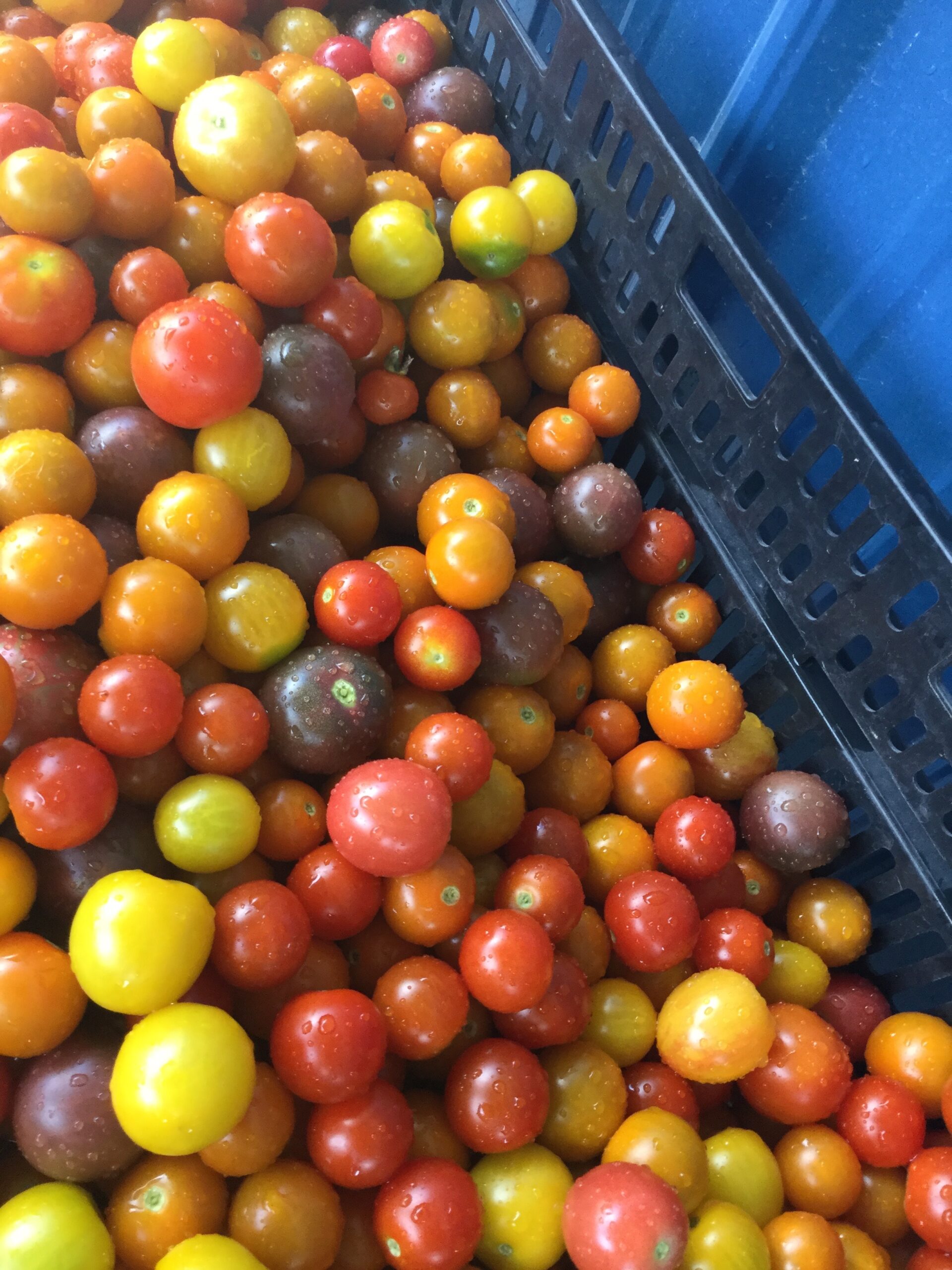 A vibrant assortment of freshly harvested cherry tomatoes in various colors, including red, yellow, orange, and brown, displayed in a black crate, showcasing their appealing texture and freshness.