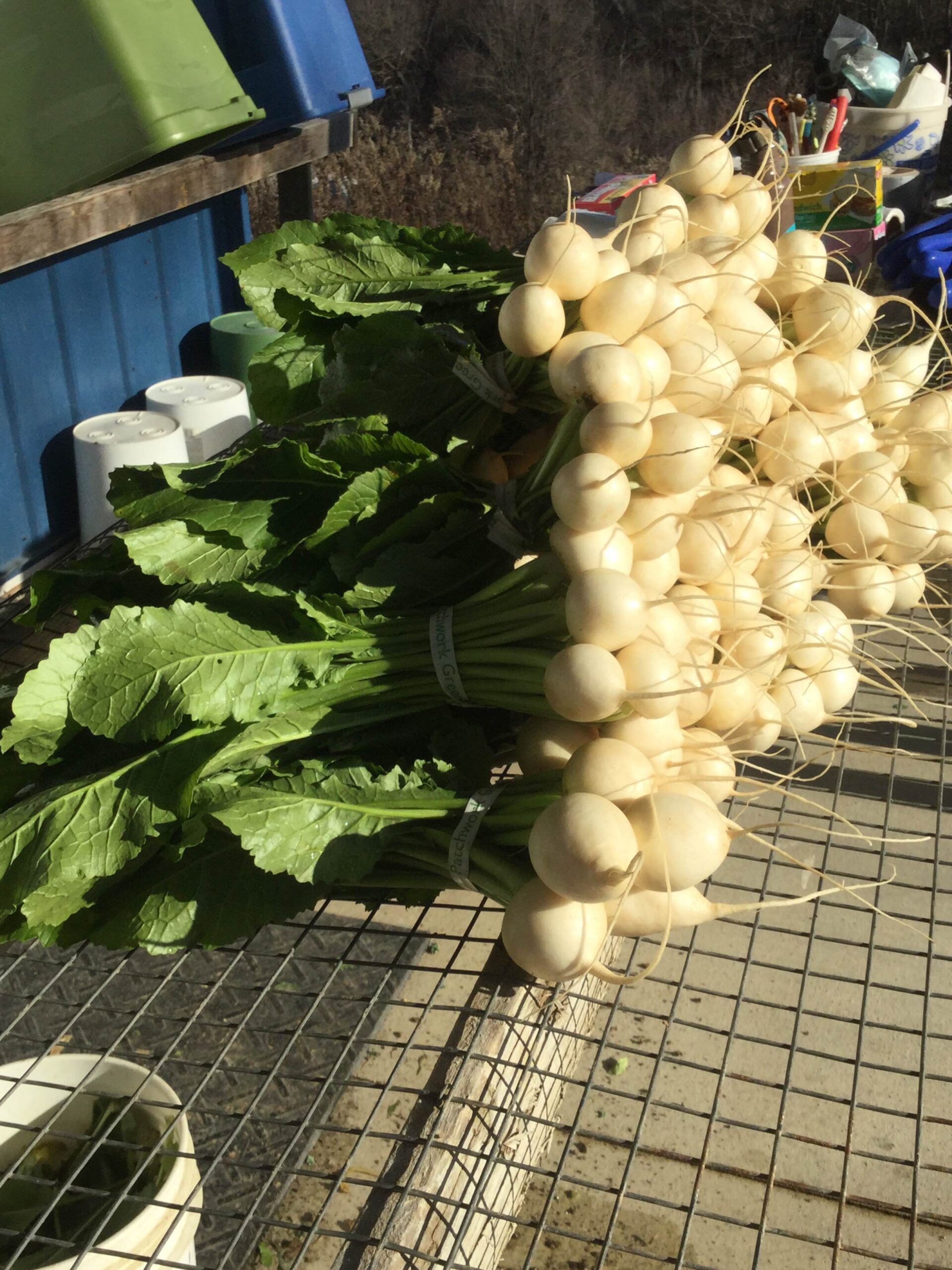 Freshly harvested white radishes with vibrant green leaves, displayed on a wire rack in a farm setting, showcasing their round shape and long roots.
