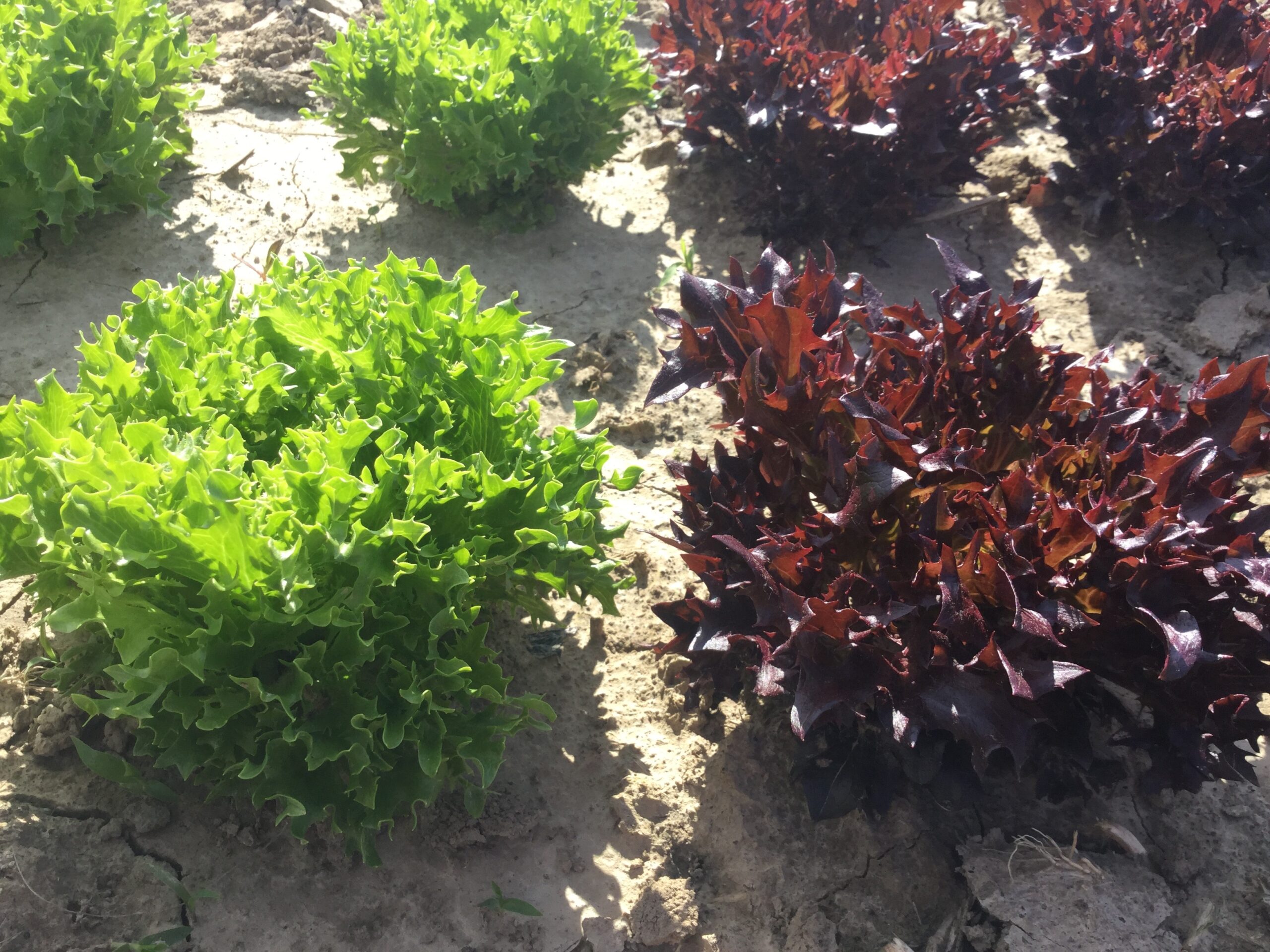 Lush green and red lettuce varieties growing in a sunny vegetable garden, showcasing healthy, vibrant leaves and rich soil.