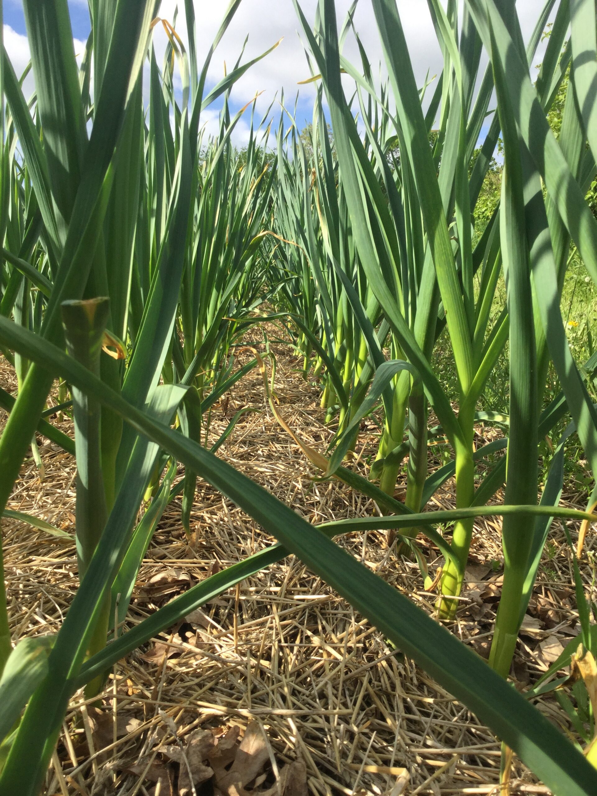 Close-up view of a garlic field with tall green garlic plants growing in neat rows, surrounded by straw mulch and a clear blue sky in the background.