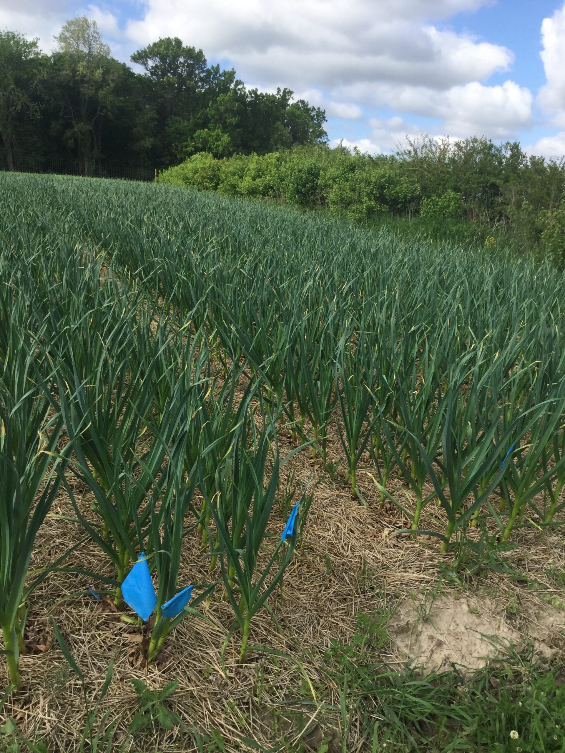 Green garlic plants growing in a field with blue markers, surrounded by lush greenery and a partly cloudy sky.