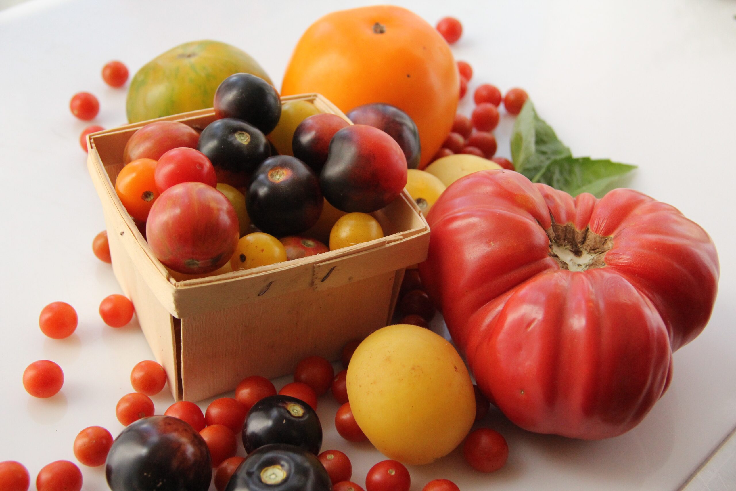 A vibrant assortment of heirloom tomatoes in various colors, including red, yellow, and black, arranged around a wooden basket filled with cherry tomatoes, complemented by yellow and orange fruits, and fresh basil leaves, showcasing a bountiful harvest.