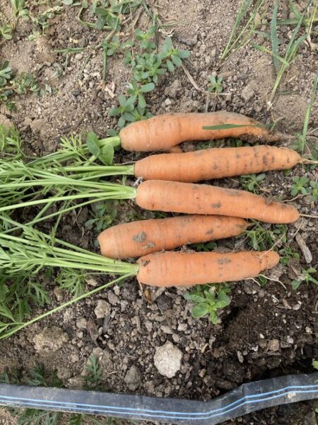 Freshly harvested carrots with vibrant orange color and green tops, resting on soil with small weeds, showcasing healthy garden produce.