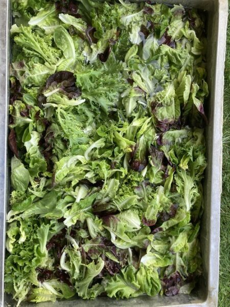 Fresh mixed leafy greens, including various types of lettuce such as romaine and butterhead, arranged in a tray. Ideal for salads and healthy meals.