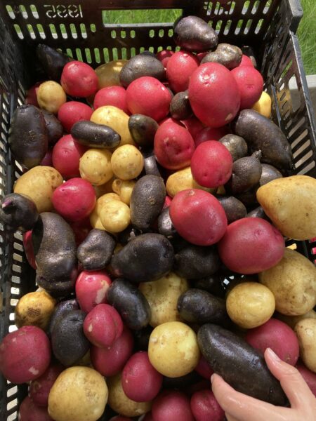 Colorful assortment of freshly harvested potatoes, including red, yellow, and purple varieties, in a black basket with a hand reaching for one. Perfect for farm-to-table recipes and healthy cooking.