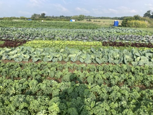 Lush vegetable garden featuring rows of diverse crops including kale, cabbage, and lettuce under a clear blue sky, showcasing sustainable farming practices.