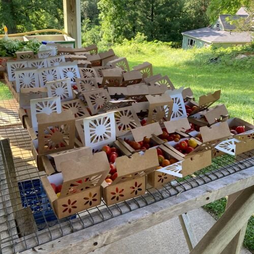 Boxes filled with fresh, colorful tomatoes arranged on a wooden table in a sunny outdoor setting, with greenery in the background.