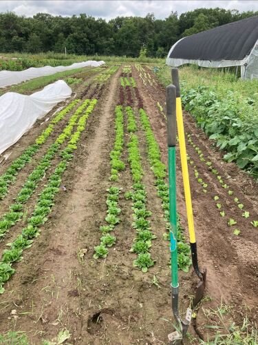 Lush rows of green lettuce and other vegetables growing in a well-maintained farm field, with gardening tools positioned in the foreground and a greenhouse in the background.