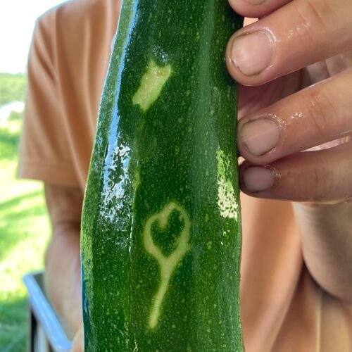 Person holding a zucchini with a heart-shaped pattern carved into its skin, set against a green outdoor backdrop.