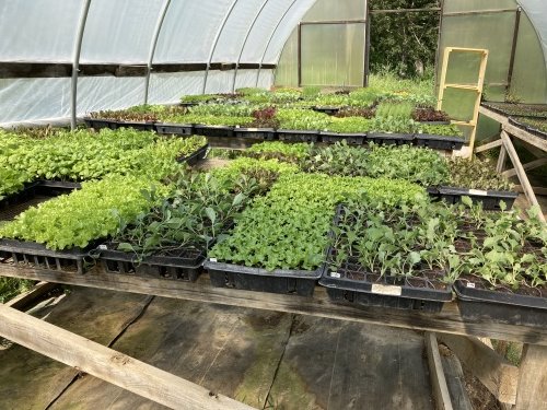 Lush green seedlings and young plants arranged in trays inside a greenhouse, showcasing a variety of vegetables and herbs thriving in a controlled environment.