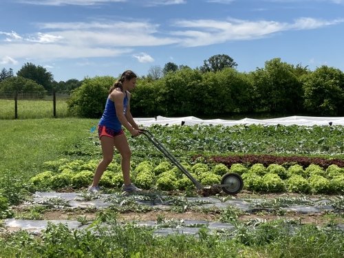 A young girl using a hand push weeder to tend to a vegetable garden filled with rows of leafy greens and other plants under a clear blue sky.
