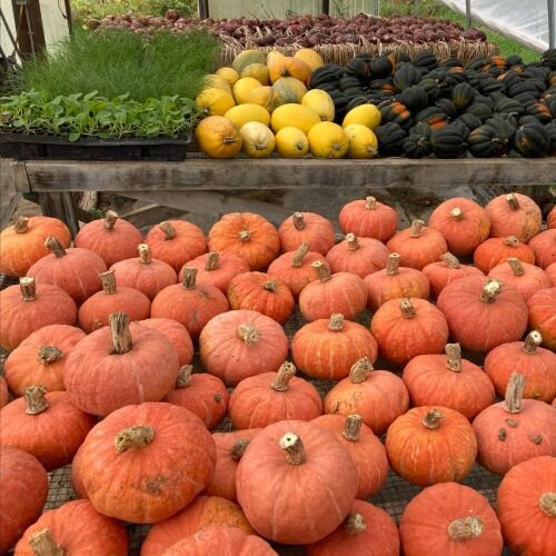 squash Colorful display of fresh pumpkins, melons, and squash at a farmer's market, showcasing autumn harvest abundance.